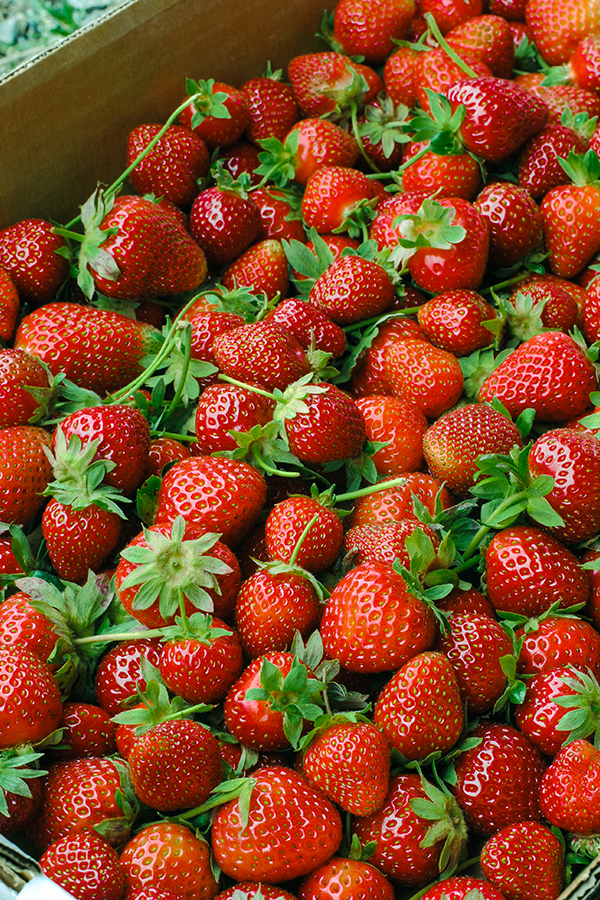 Strawberry Picking | on TheCakeBlog.com