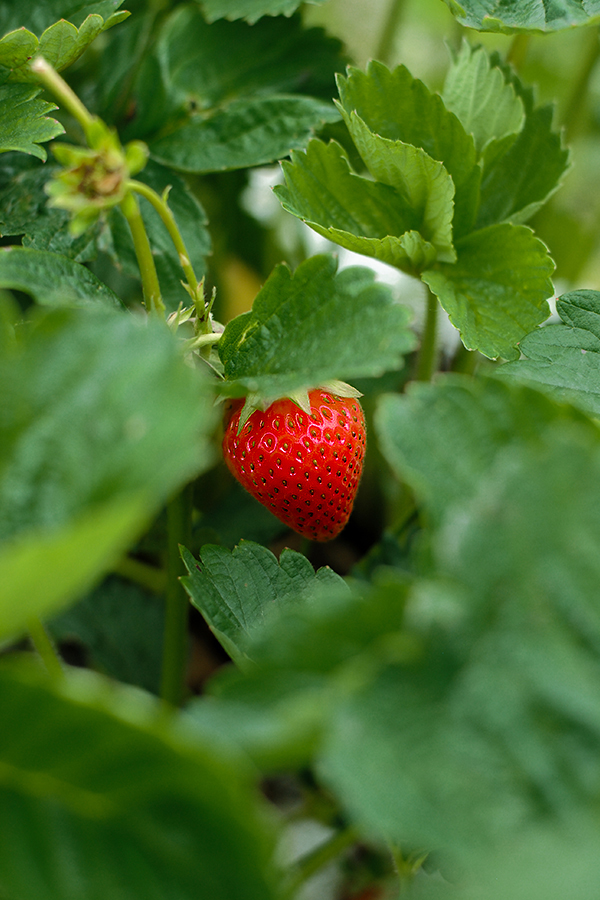 Strawberry Picking | on TheCakeBlog.com