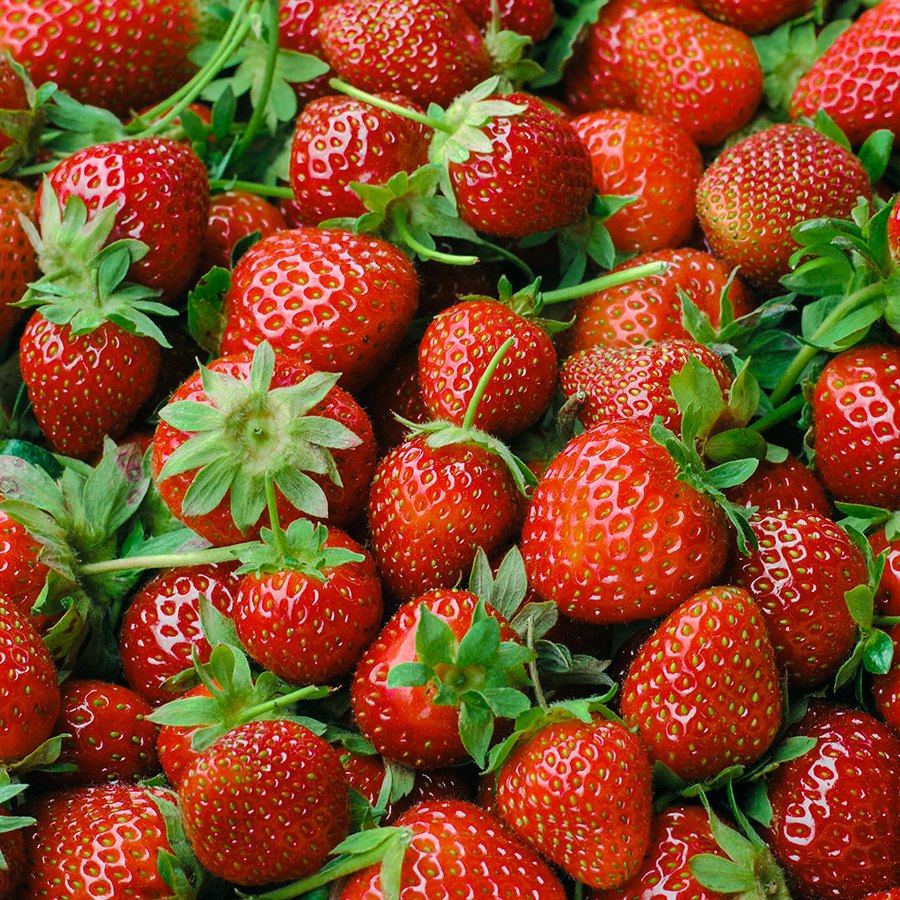 Strawberry Picking | The Cake Blog